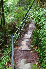 Fototapeta premium Tourism infrastructure in Sarawak, Malaysia. Hiking trail with metal barriers in lush jungle in Bako National Park in Borneo, Malaysia.