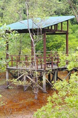 Fototapeta premium Tourism infrastructure in Sarawak, Malaysia. Hiking trail boardwalk rest point in mangrove area in Bako National Park in Borneo, Malaysia.