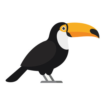Black toucan with colorful orange beak