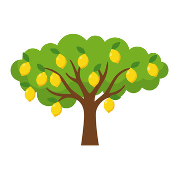 Small lemon tree with yellow fruits