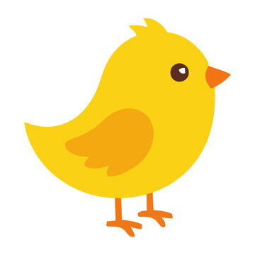 Cute yellow chick standing outdoors alone