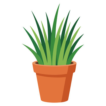 Green ornamental grass inside terracotta pot