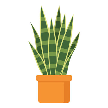 Green snake plant in orange pot
