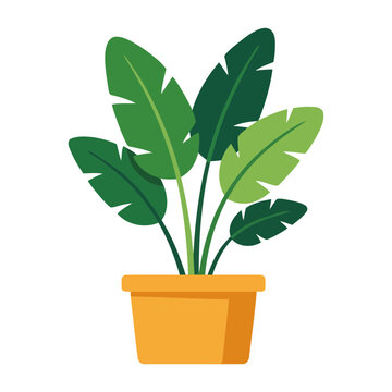Tropical green plant with broad leaves