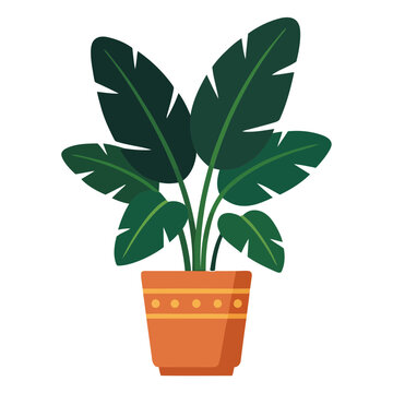 Decorative broad leaf plant in pot