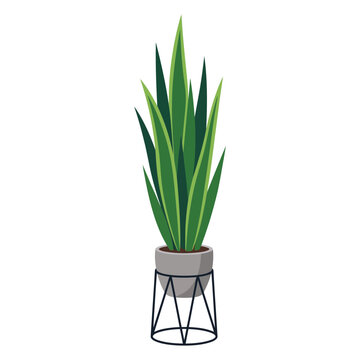 Tall snake plant on wire stand