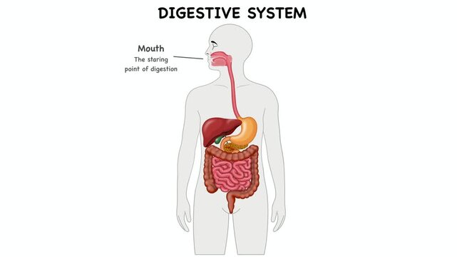 Animation of Academic anatomy diagram illustrating human digestive system organs. Visualizing gastrointestinal tract physiology including esophagus, stomach, liver, pancreas, and intestines
