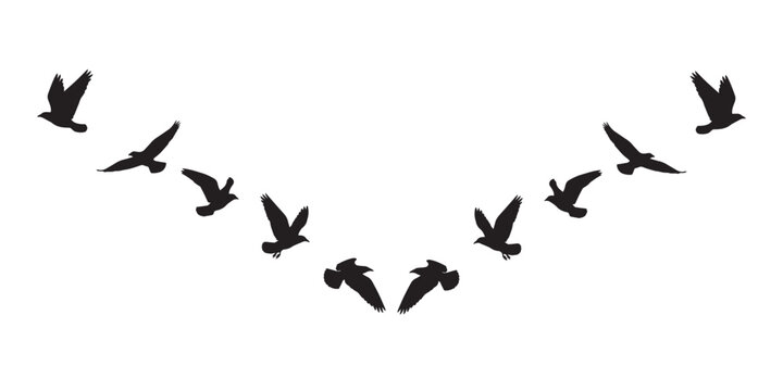 A flock of birds flying in a v formation isolated on a plain white background
