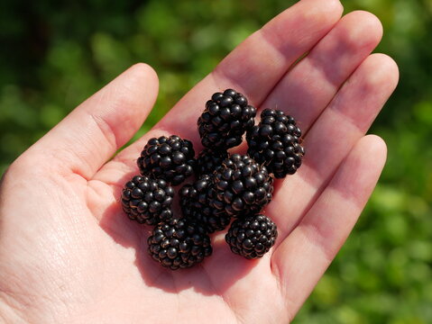 A Handful of Ripe Healthy Blackberries