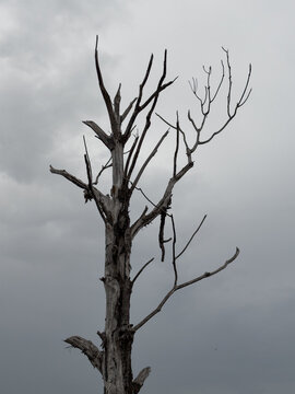 Dead dry tree with bare twisted branches against a gloomy cloudy sky with dark storm clouds.