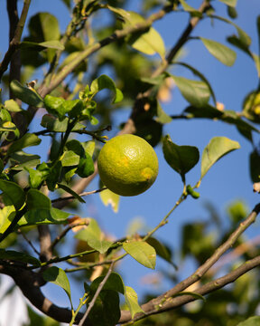 Sunlit lemon tree branches with ripening green citrus fruits in Val di Noto, Sicily, Italy.