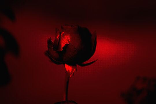 Einzelne Rose dunkel rot in der Mitte