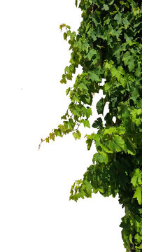 branch viney leaf leaves isolated for background long