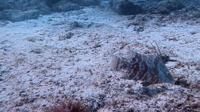 Marine Life and Ocean: Hogfish Foraging and Rooting in the Sandy Seabed near Coral Reefs in Key Largo, Florida