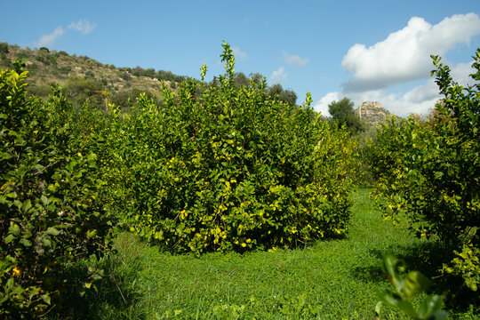 Sunlit lemon tree branches with ripening green citrus fruits in Val di Noto, Sicily, Italy.