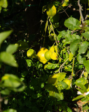 Sunlit lemon tree branches with ripening green citrus fruits in Val di Noto, Sicily, Italy.