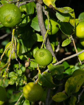 Sunlit lemon tree branches with ripening green citrus fruits in Val di Noto, Sicily, Italy.