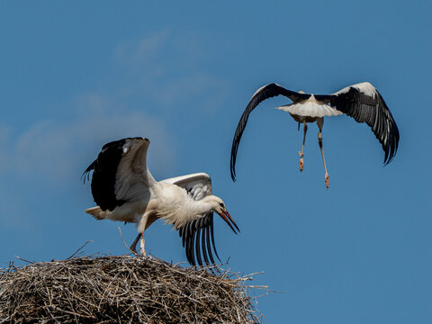 Storch