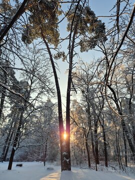 Cinematic winter sunburst and flare behind a snowy tree in a forest