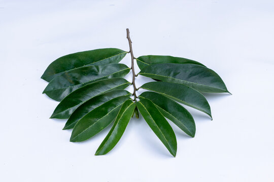 Soursop leaves isolated on white background, natural Annona muricata herbal medicine leaves, Organic soursop leaves for traditional herbal medicine, soursop foliage isolated on white background