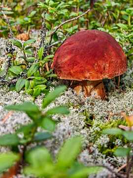 Edible pine bolete mushroom (Boletus pinophilus) growing in the moss and wild lingonberry bushes in Karelia forest