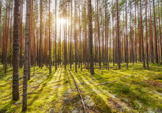 Beautiful summer landscape of a pine forest with bright sunbeams breaking through the trees and shining on the green mossy ground