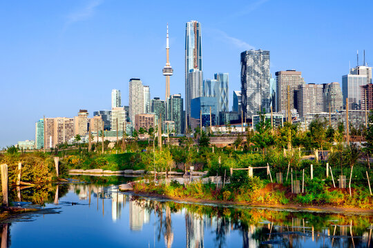 Toronto skyline photographed from Biidaasige Park with agricultural pond in foreground 