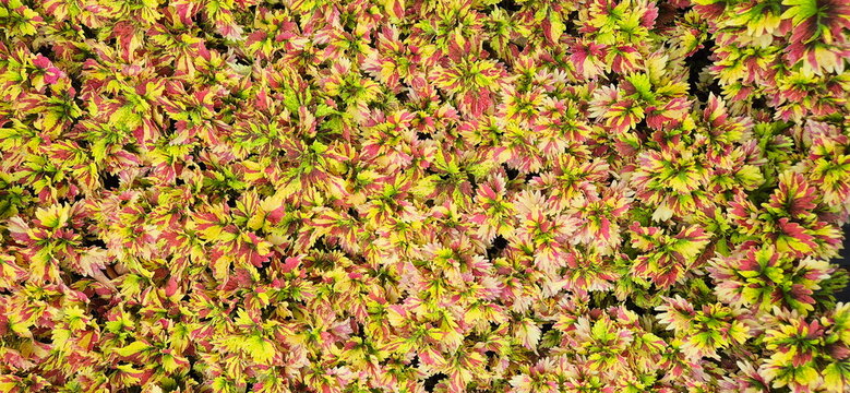 Coleus (Plectranthus scutellarioides) is an ornamental plant with brightly colored, serrated leaves. Leaves are lobed, with alternating reddish-pink, yellow, green stripes. colors are a perfect blend
