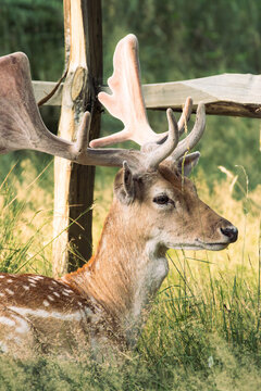 Close up of a fallow deer buck resting in tall grass near a wooden fence.