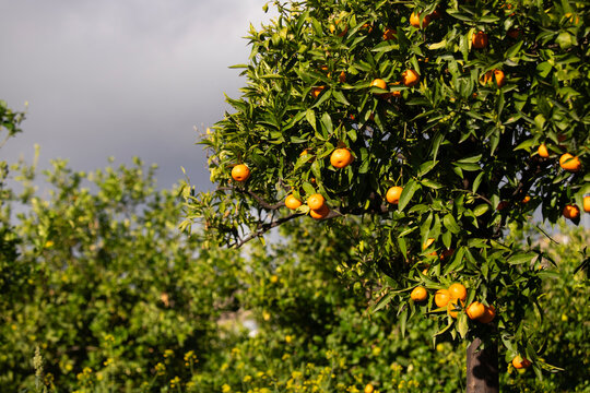 Ripe oranges hanging from a tree branch against a clear blue sky in Val di Noto, Sicily, Italy.