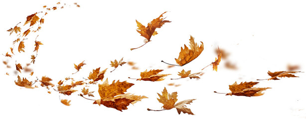 Obraz na płótnie Canvas leaf leaves isolated autumn winter season background falling fall platanus tree wid air w