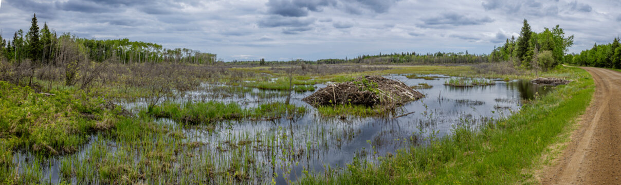 Beaver Lodge in Wetland Marsh with Forest and Gravel Road Under Cloudy Sky in  Meadow Lake Provincial Park, Saskatchewan, Canada