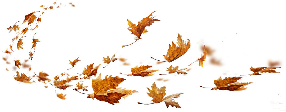 leaf leaves isolated autumn winter season background falling fall platanus tree wid air w