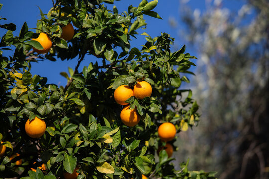 Ripe oranges hanging from a tree branch against a clear blue sky in Val di Noto, Sicily, Italy.
