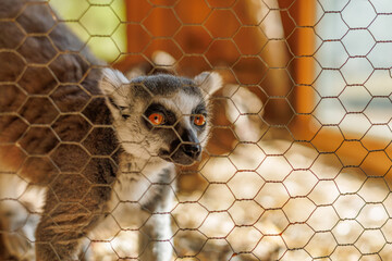 Naklejka premium Lemur looking at the camera closeup