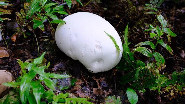 Vesse-de-loup g&eacute;ante, Calvatia gigantea, dans la for&ecirc;t