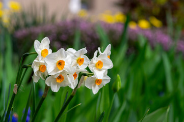 Fototapeta premium Narcissus tazetta paperwhite bunch flowered daffodil in bloom, early spring flowering white yellow plant