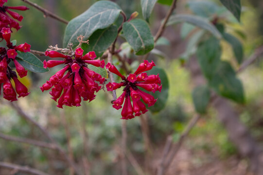 Clusters of crimson tubular flowers of Cestrum elegans blooming on an ornamental shrub with soft natural bokeh