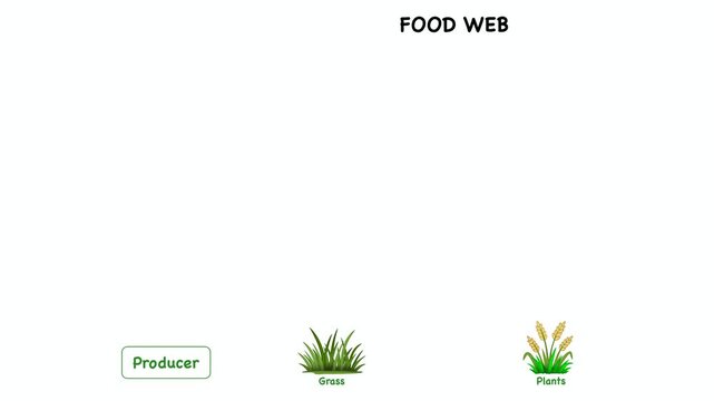 Animation of Educational ecology diagram demonstrating food web trophic levels. Visualizing energy flow from producer to primary, secondary, and tertiary consumer with eagle, frog, and grass
