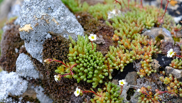 Close-up macro photograph of tiny alpine succulents and moss growing wildly over weathered mountain rocks. Delicate white wildflowers bloom on slender red stems amidst rich