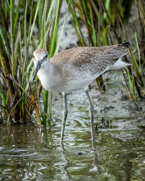 Long billed Curlew