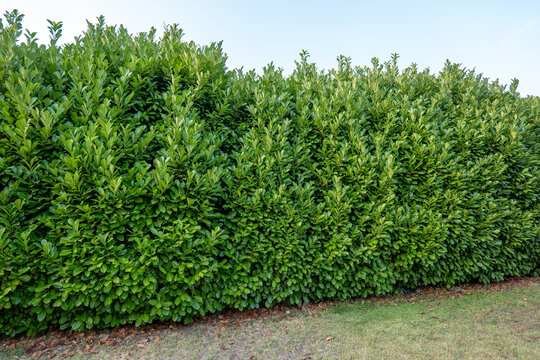 Large dense cherry laurel hedge with glossy green evergreen leaves in a garden. Natural privacy screen, boundary, landscaping and garden design with lush foliage.