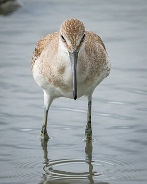 Long billed Curlew