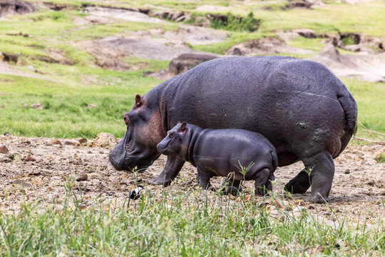 Mother and baby hippopotamus, hippopotamus amphibius, on the banks of Lake Edward, Uganda. Hippos are now vulnerable in the wild.