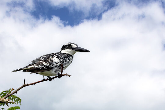 A mature male African pied kingfisher ceryle rudis, perched on a branch over Lake Edward, Kazinga Channel, Uganda. Summer sky background with space for text