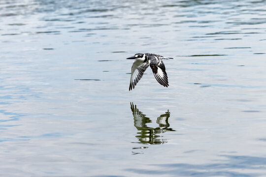A mature male African pied kingfisher ceryle rudis, in flight over Lake Edward, Kazinga Channel, Uganda. With reflection and calm rippled water background.