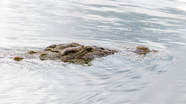 A Nile crocodile, Crocodylus niloticus, submerged and hunting in the Kazinga Channel, Lake Edward, Uganda. This freshwater predator can reach lengths of 6 meters.