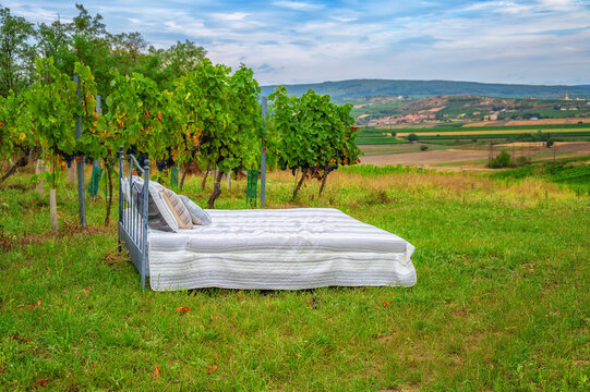 Bett das in einem Weinberg vor weiter Landschaft steht 631624