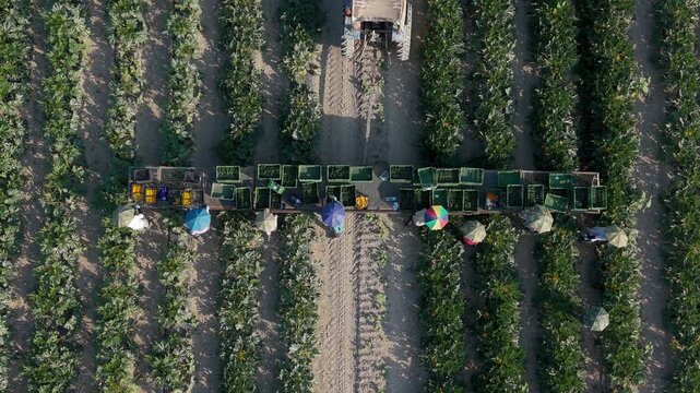 Aerial view of farm workers harvesting fresh zucchini in rows of crops with crates and tractor in the field in San Giuliano Milanese, Lombardy, Italy.