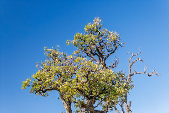Majestic cork oak trees in albufeira's clear sky